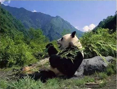 澳门今晚开精准四不像,澳门今晚开精准四不像，探索运气与策略的双重魅力