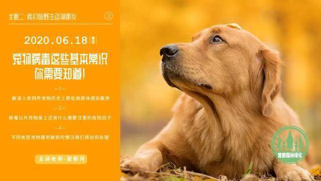 澳门今期今晚四不像,澳门今期今晚四不像的独特魅力与探索