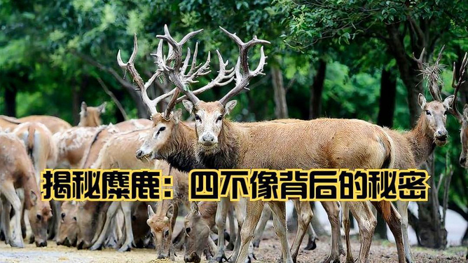 2025四不像图正版资料57期,探索四不像图，解密正版资料第57期与未来展望